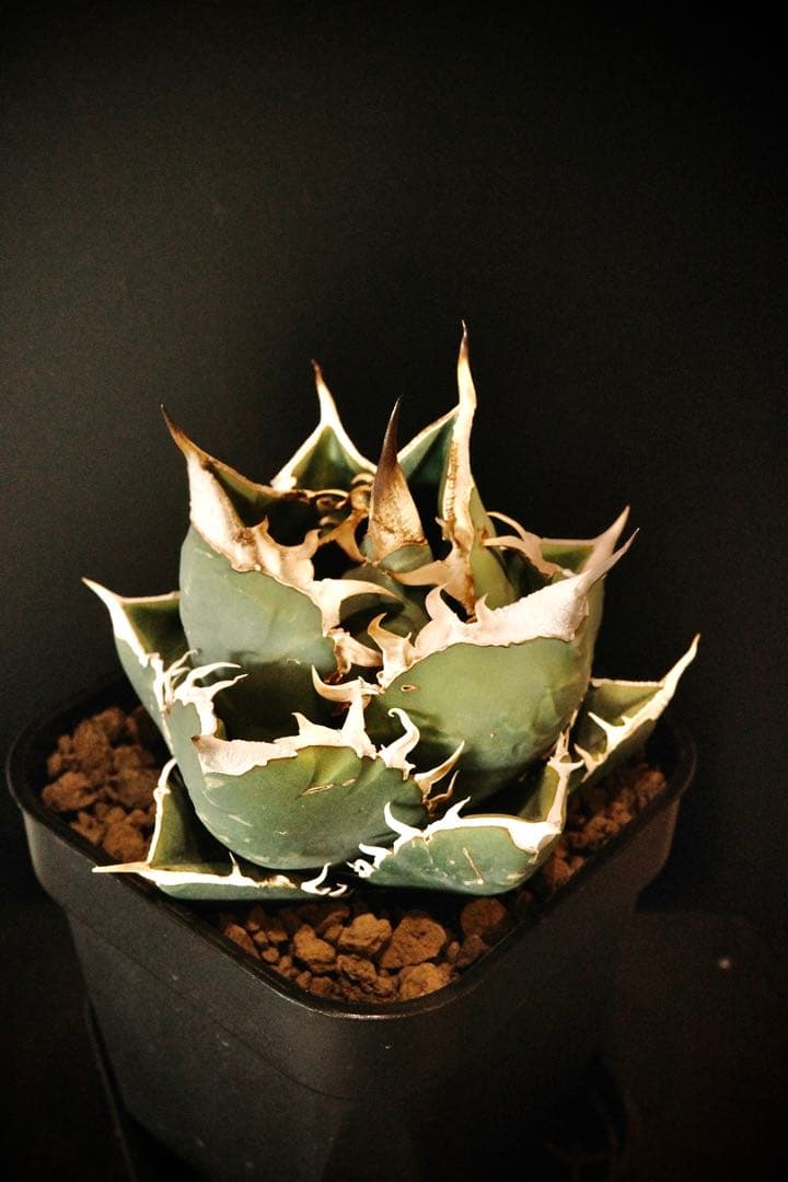 【発根済鉢ごと発送】極上　親株　SAD