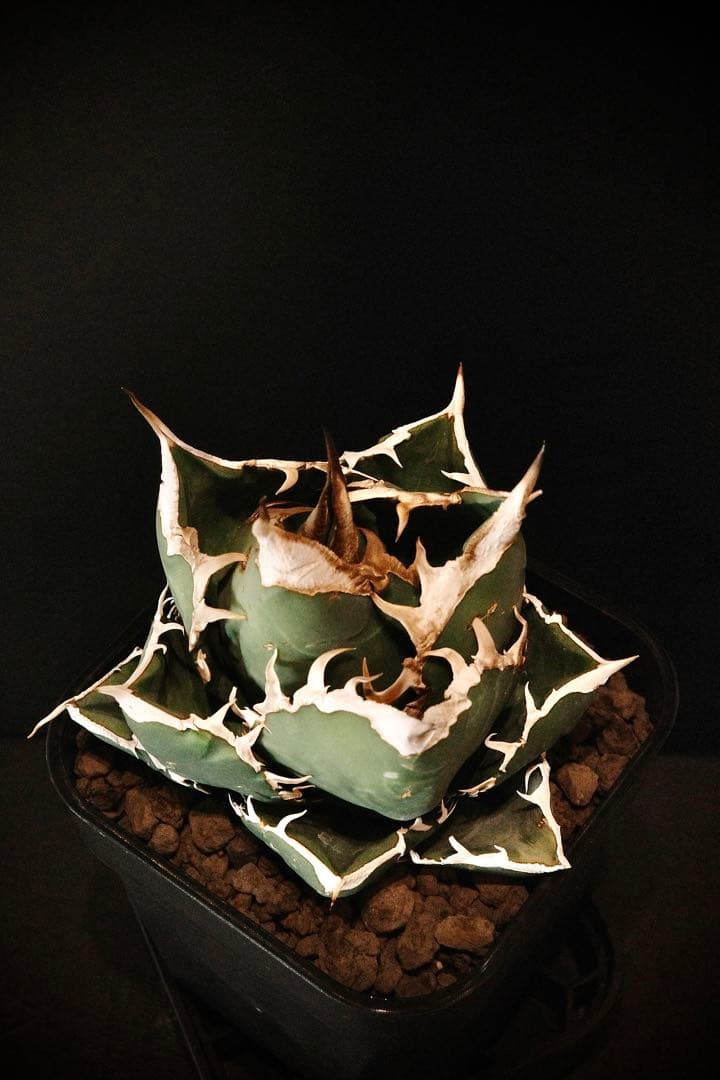 【発根済鉢ごと発送】極上　親株　SAD