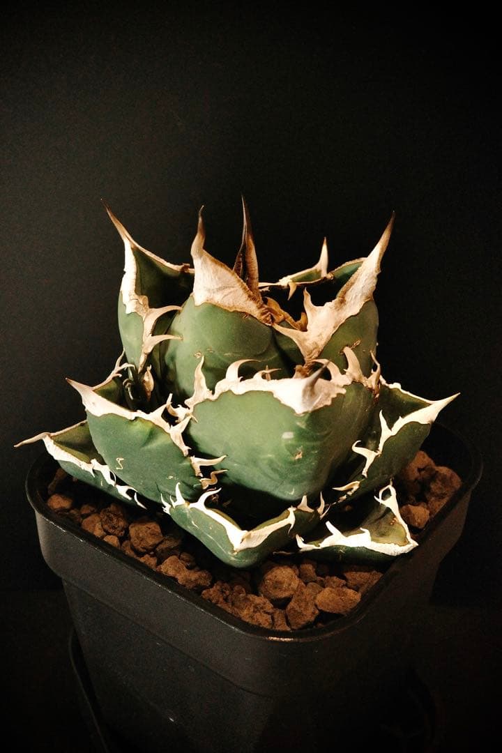 【発根済鉢ごと発送】極上　親株　SAD