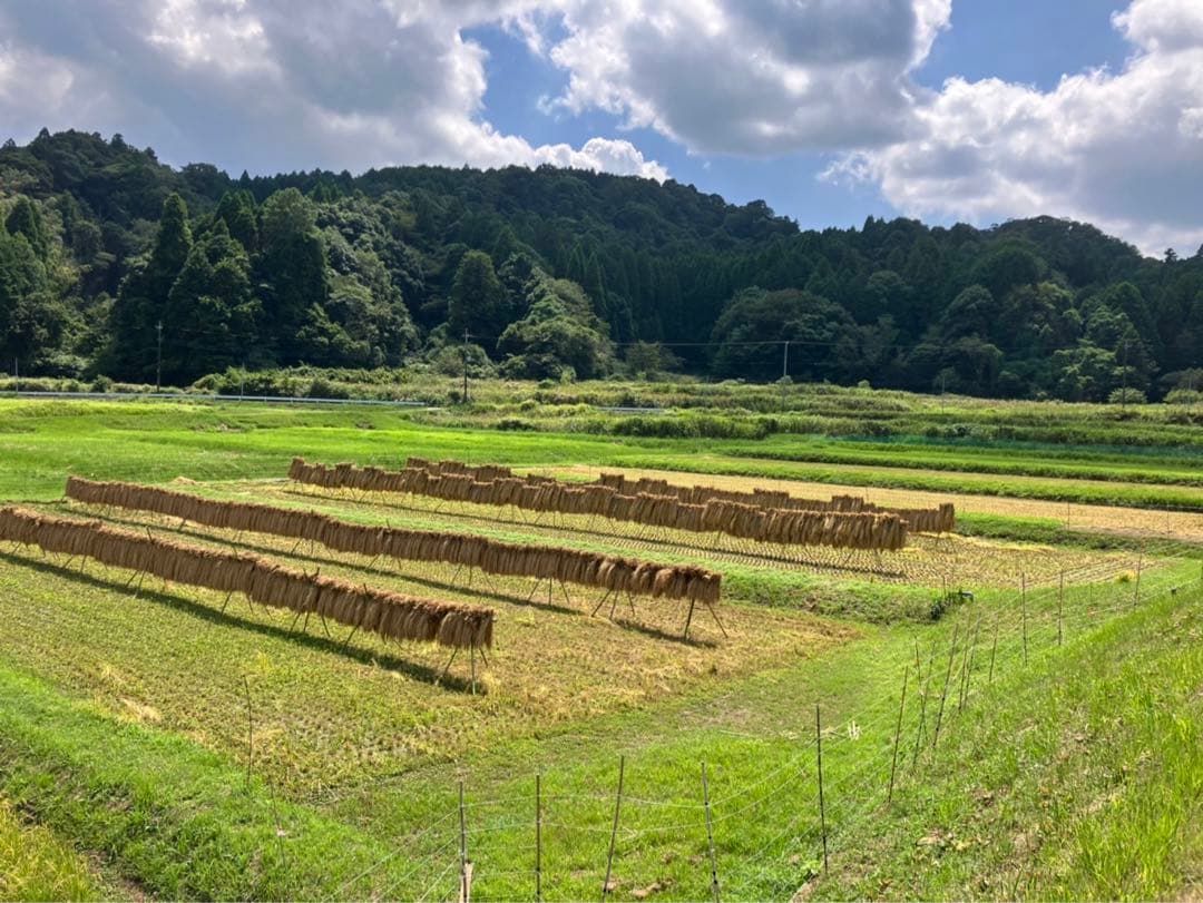 2025年収穫 無肥料　農薬不使用　カット稲わら 発送最大180〜200サイズ