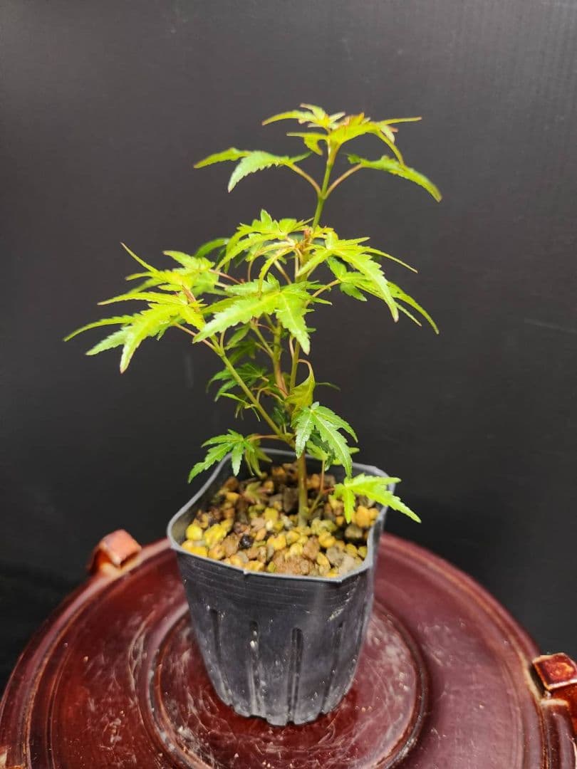 【大人気】織姫もみじ 織姫紅葉 織姫 オリヒメ 紅葉苗 モミジ苗5本