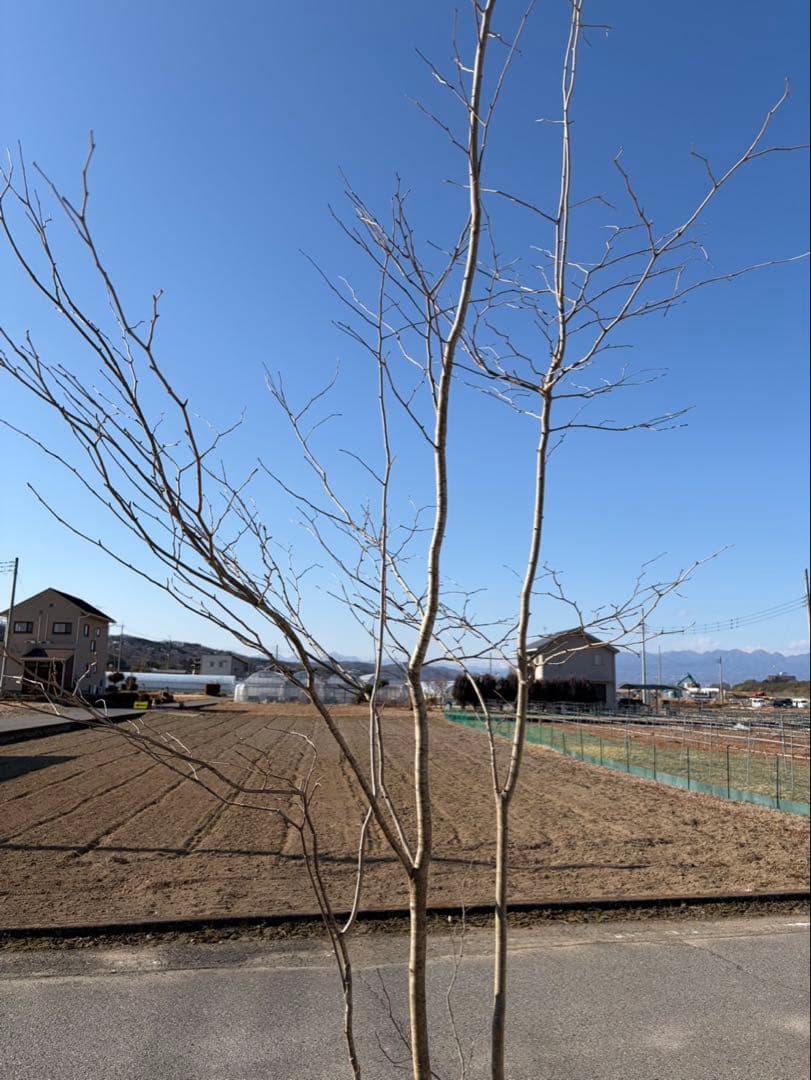 山採り アオハダ 株立ち 3本立ち 自然樹形 - メルカリ