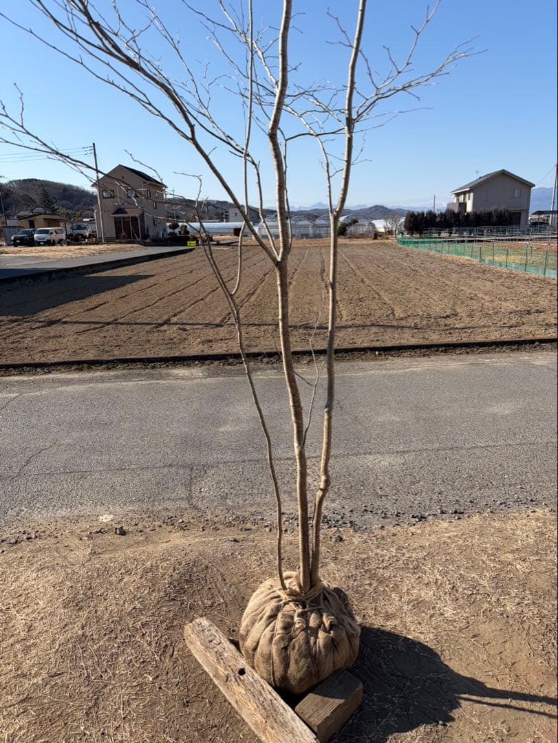 山採り アオハダ 株立ち 3本立ち 自然樹形 - メルカリ