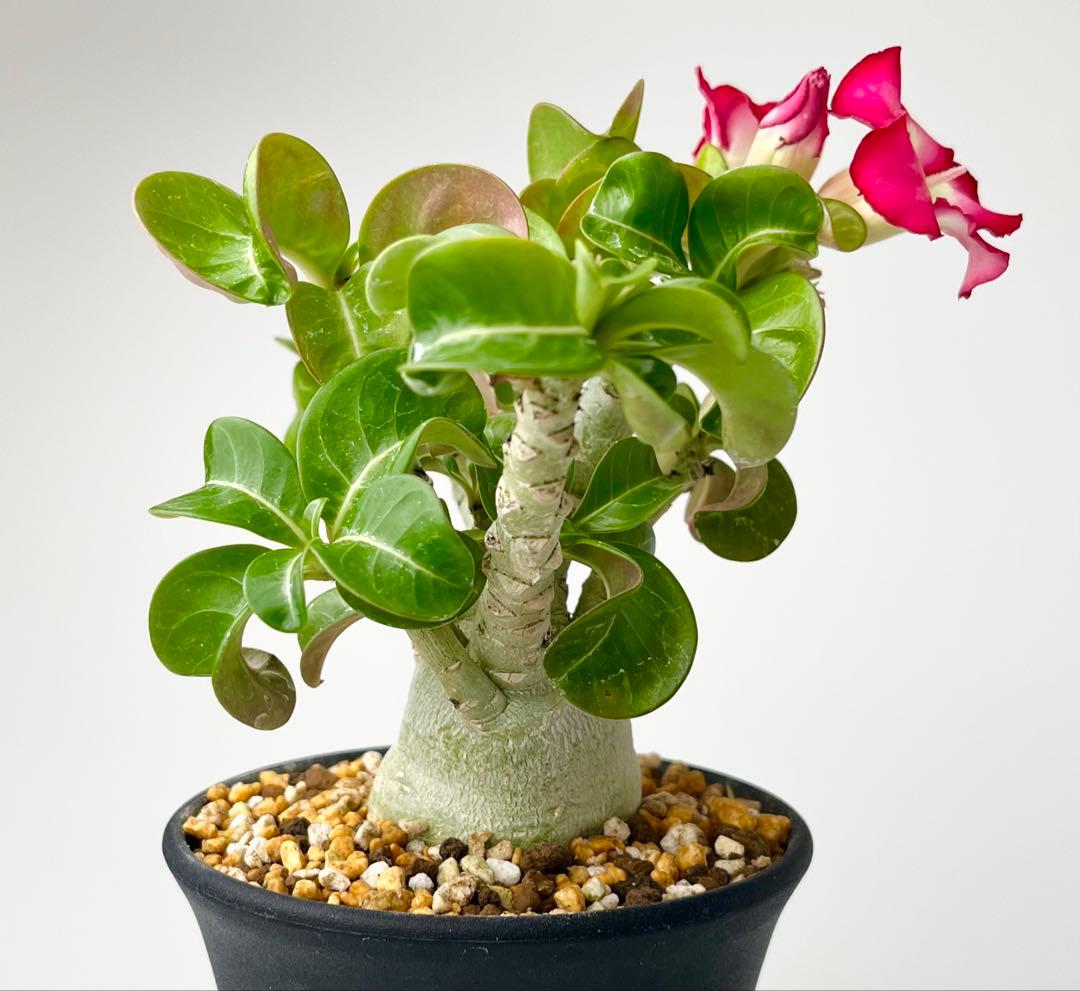 獅子葉/DHA】ドーセットホーン アデニウム メデューサ 鉢植え E-2