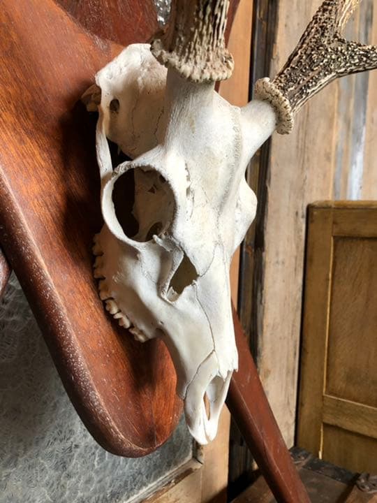 引取限定 鹿角 頭蓋骨 日本鹿 本土鹿 ハンティングトロフィー ウォールオブジェ