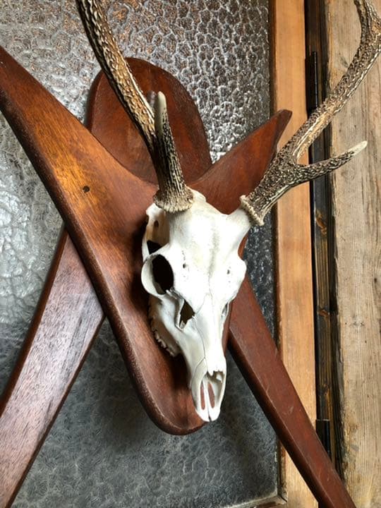 引取限定 鹿角 頭蓋骨 日本鹿 本土鹿 ハンティングトロフィー ウォールオブジェ