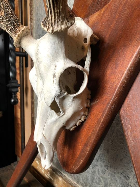 引取限定 鹿角 頭蓋骨 日本鹿 本土鹿 ハンティングトロフィー ウォールオブジェ