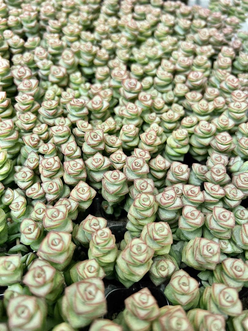 多肉植物 プラグ苗 舞乙女 数珠姫 数珠星 銭串錦 クラッスラ - メルカリ