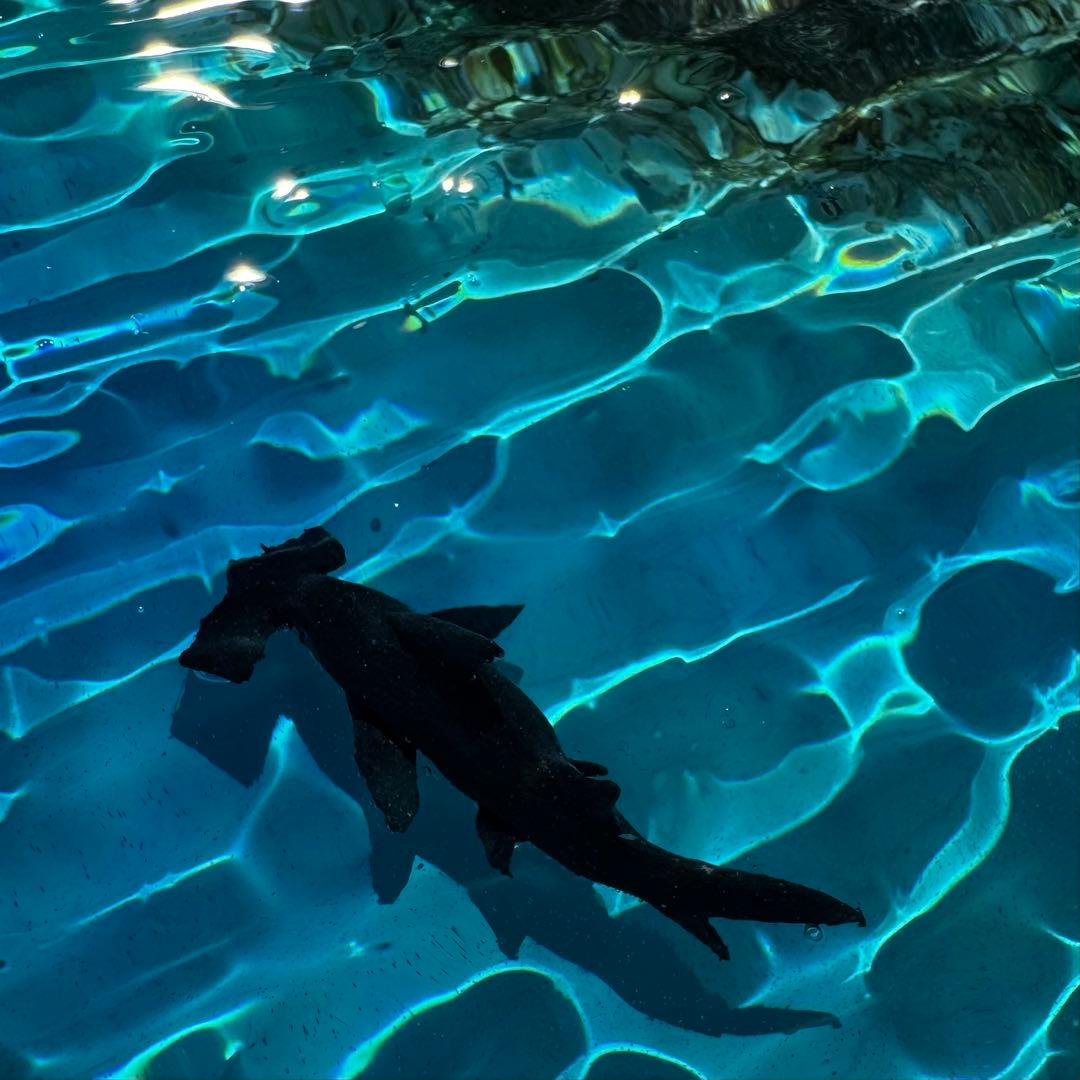 ハンマーヘッドシャーク 海 レジンアート 20x20cm サンゴ礁 ハンドメイド