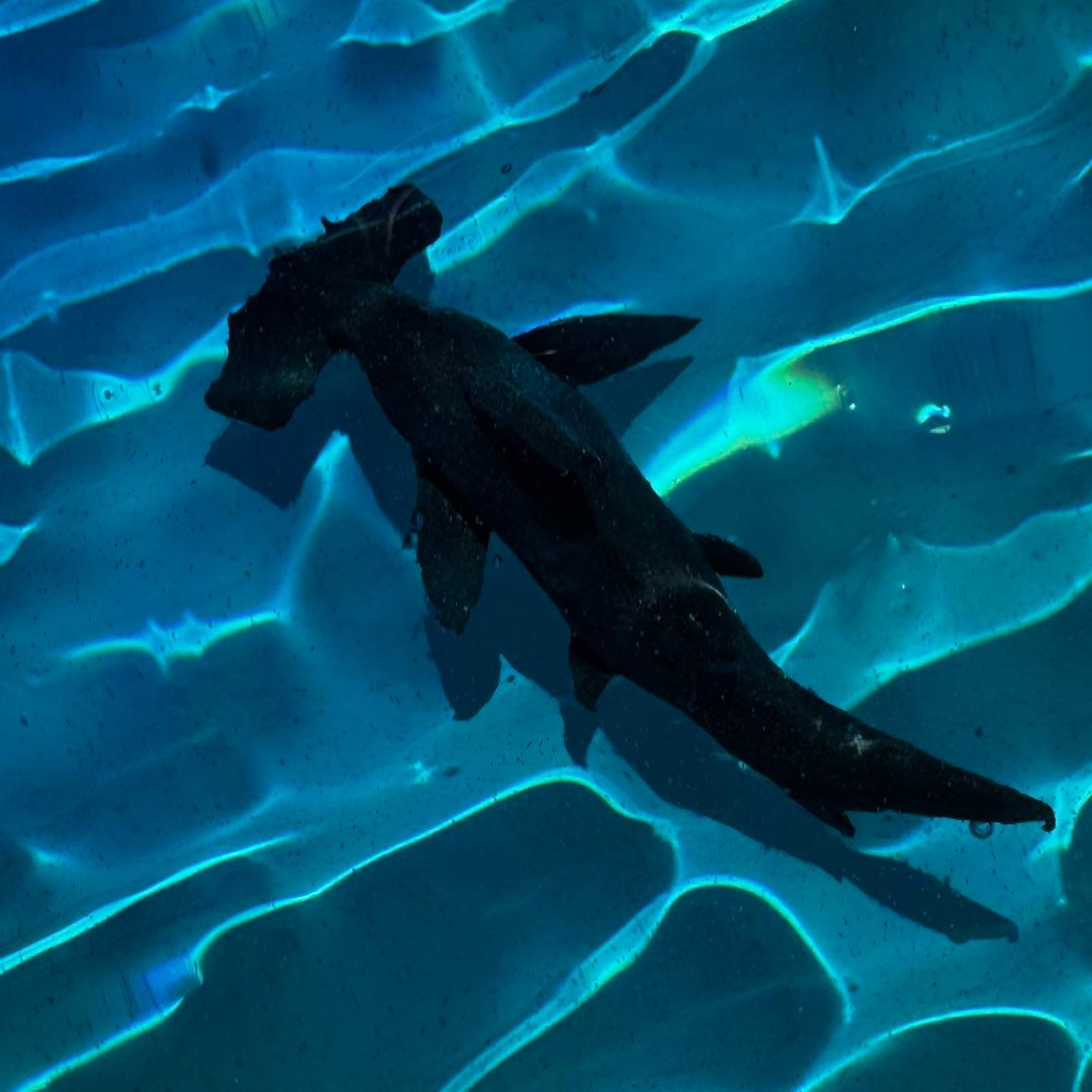 ハンマーヘッドシャーク 海 レジンアート 20x20cm サンゴ礁 ハンドメイド