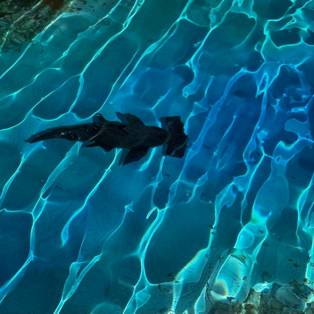 ハンマーヘッドシャーク 海 レジンアート 20x20cm サンゴ礁 ハンドメイド