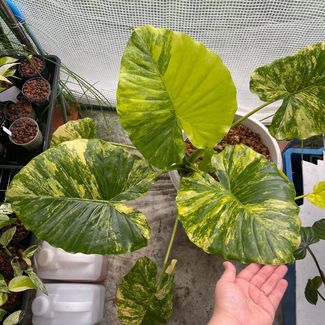 斑入り アロカシア ガゲアナ オーレア | 6164 - メルカリ