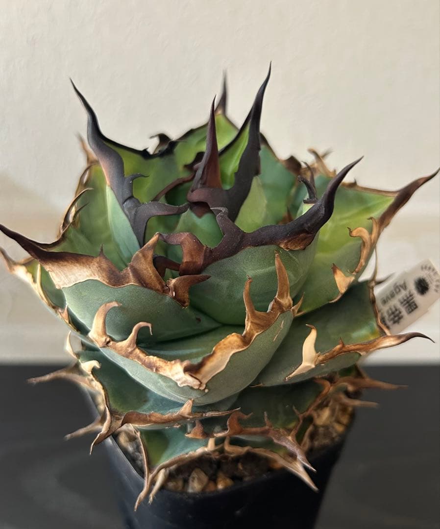 アガベ チタノタ ハデス(子株付き)