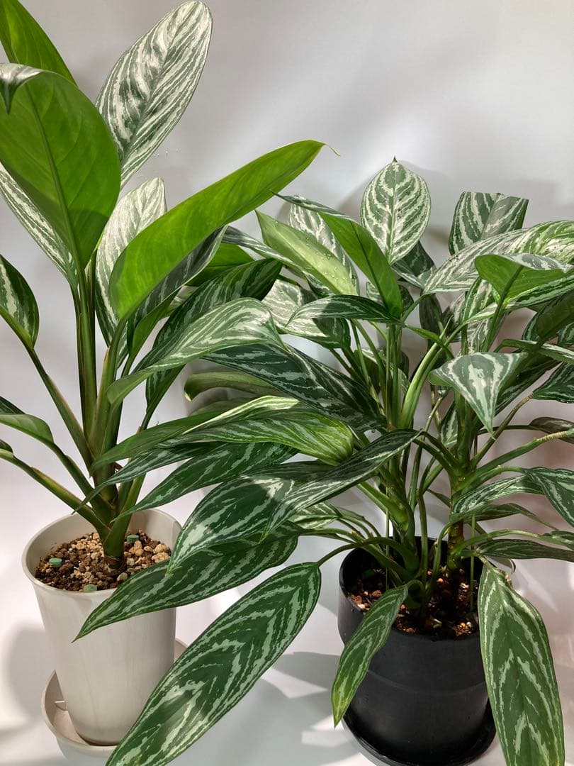 アグラオネマ　リリアン