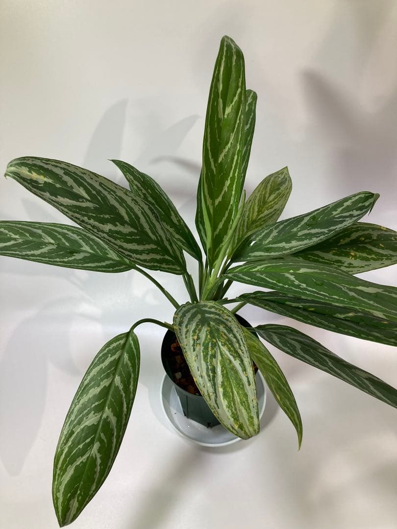 アグラオネマ　リリアン