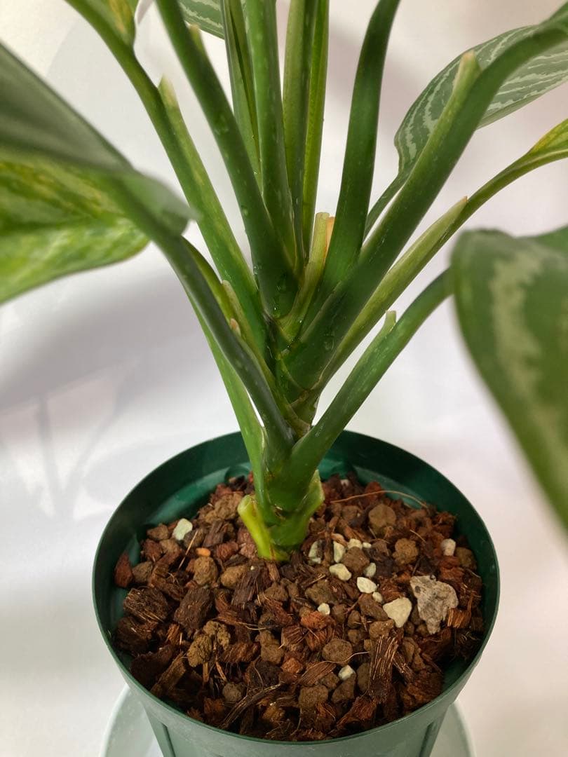 アグラオネマ　リリアン