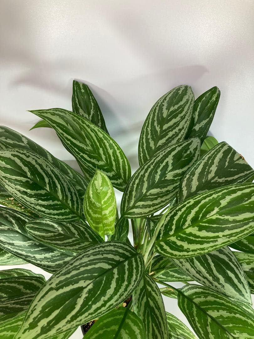 アグラオネマ　リリアン