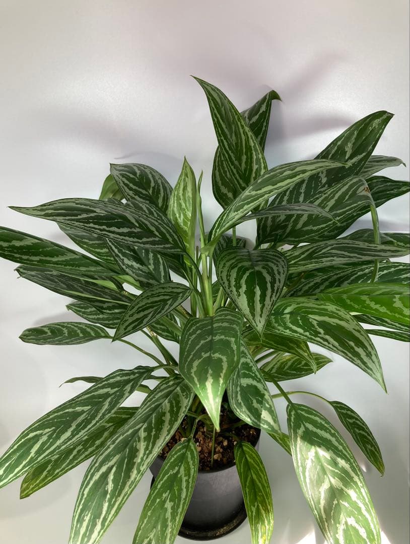 アグラオネマ　リリアン