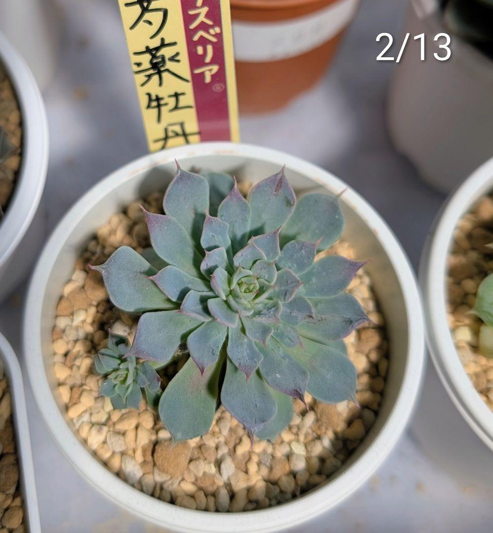 芍薬牡丹 百合牡丹2苗セット 札付き ミックスベリア 多肉植物 芍薬