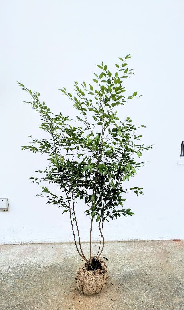 オススメ。山採り天然ハイノキ。 F102894572