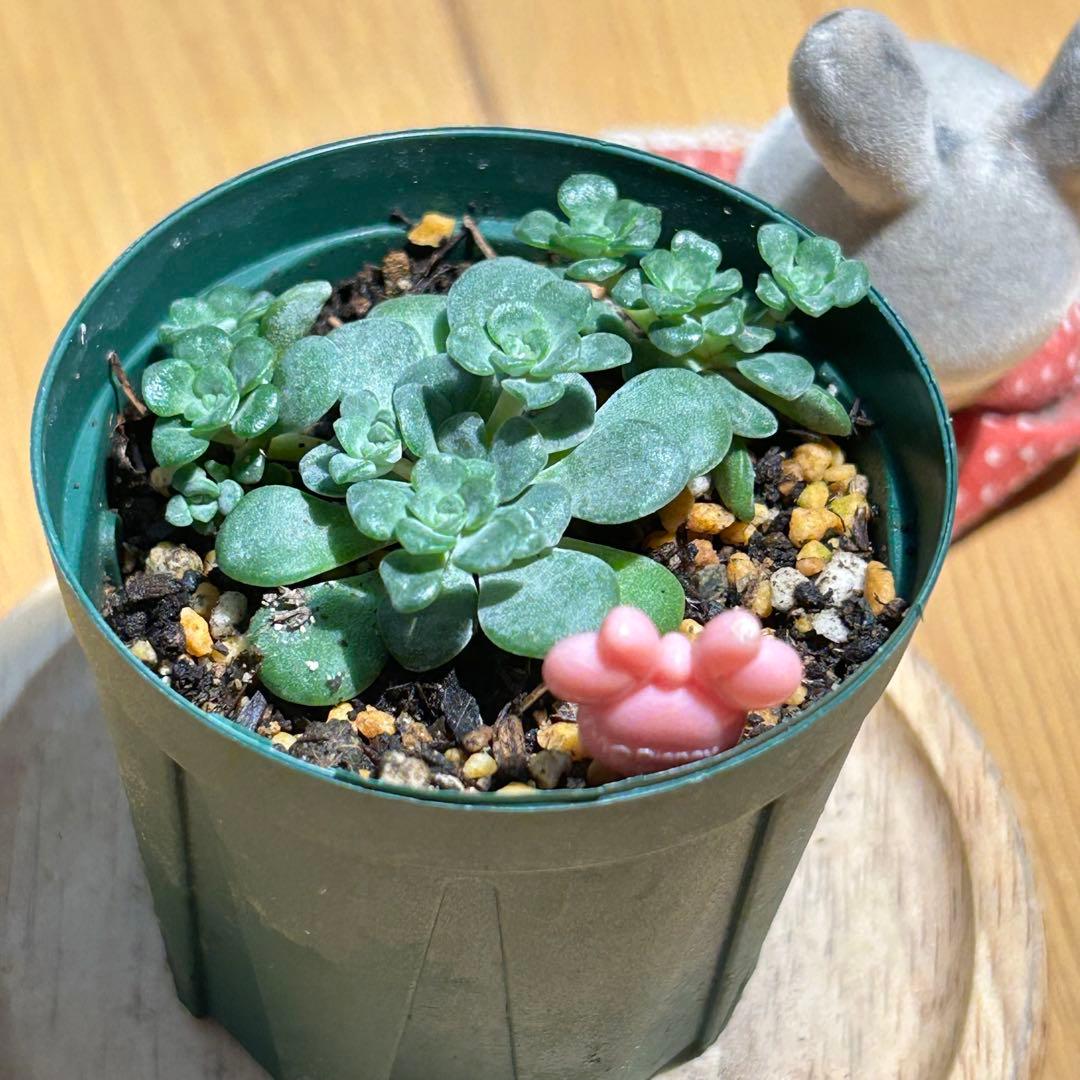 多肉植物 白雪ミセバヤ 抜き苗 根付き ピンクミニー - メルカリ