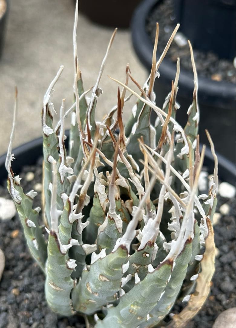 Agave utahensis special chain レア株 ユタエンシス