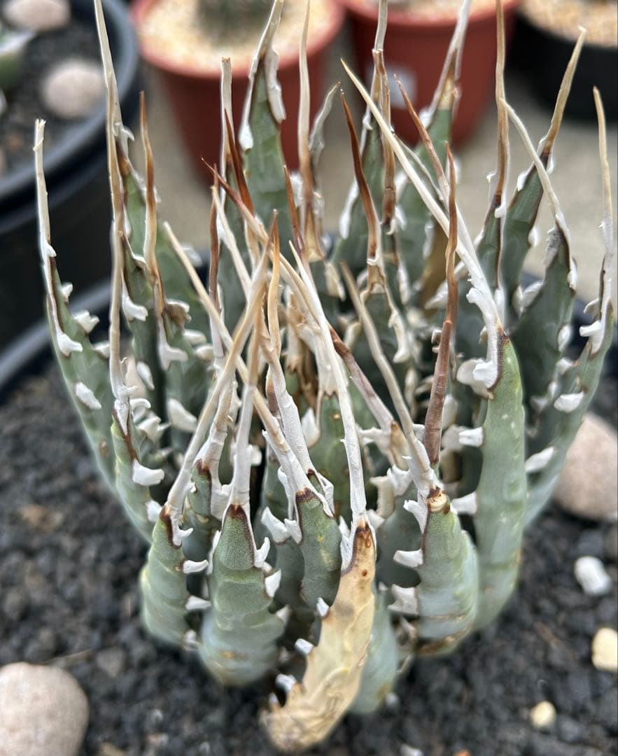 Agave utahensis special chain レア株 ユタエンシス