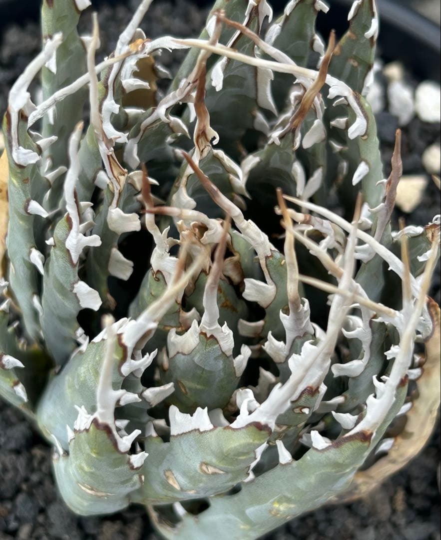 Agave utahensis special chain レア株 ユタエンシス