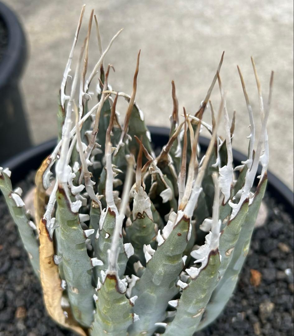 Agave utahensis special chain レア株 ユタエンシス