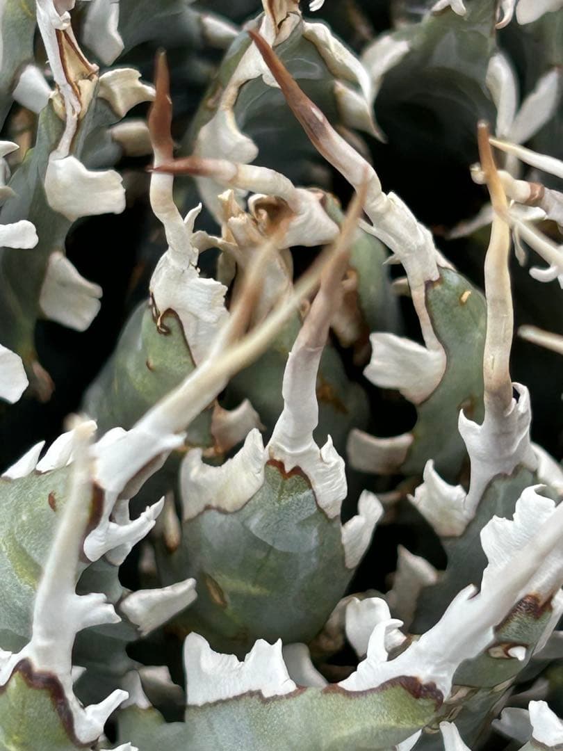 Agave utahensis special chain レア株 ユタエンシス