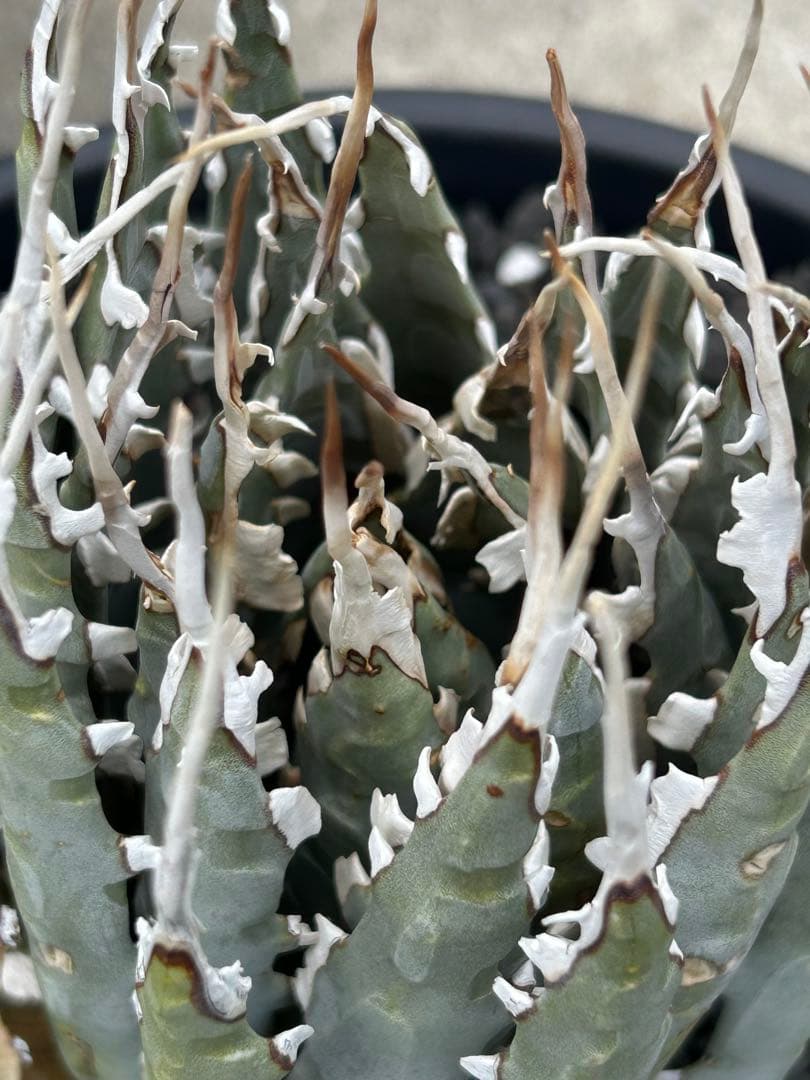 Agave utahensis special chain レア株 ユタエンシス