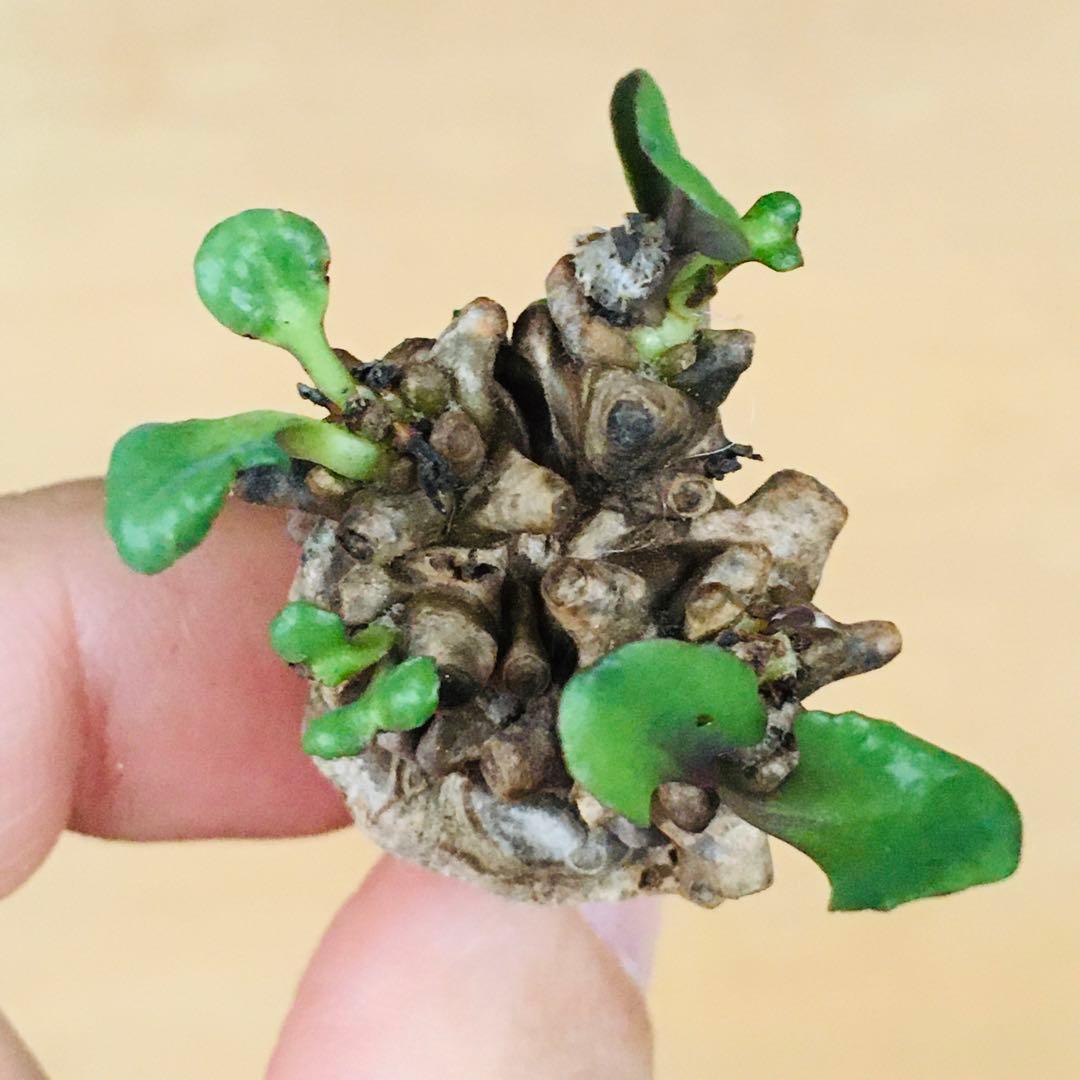 【稀少】1 オトンナ へレイ へレー TC株 塊根 コーデックス