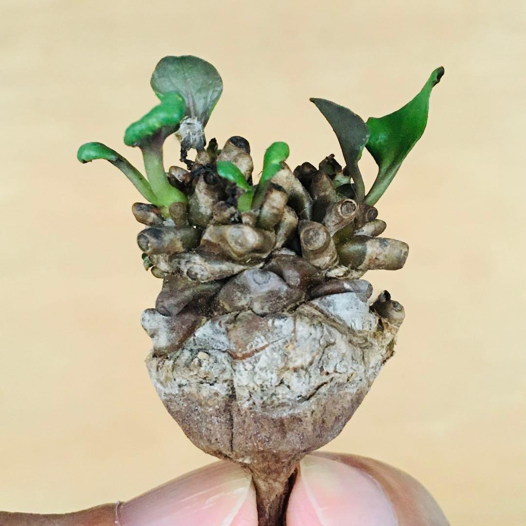 【稀少】1 オトンナ へレイ へレー TC株 塊根 コーデックス