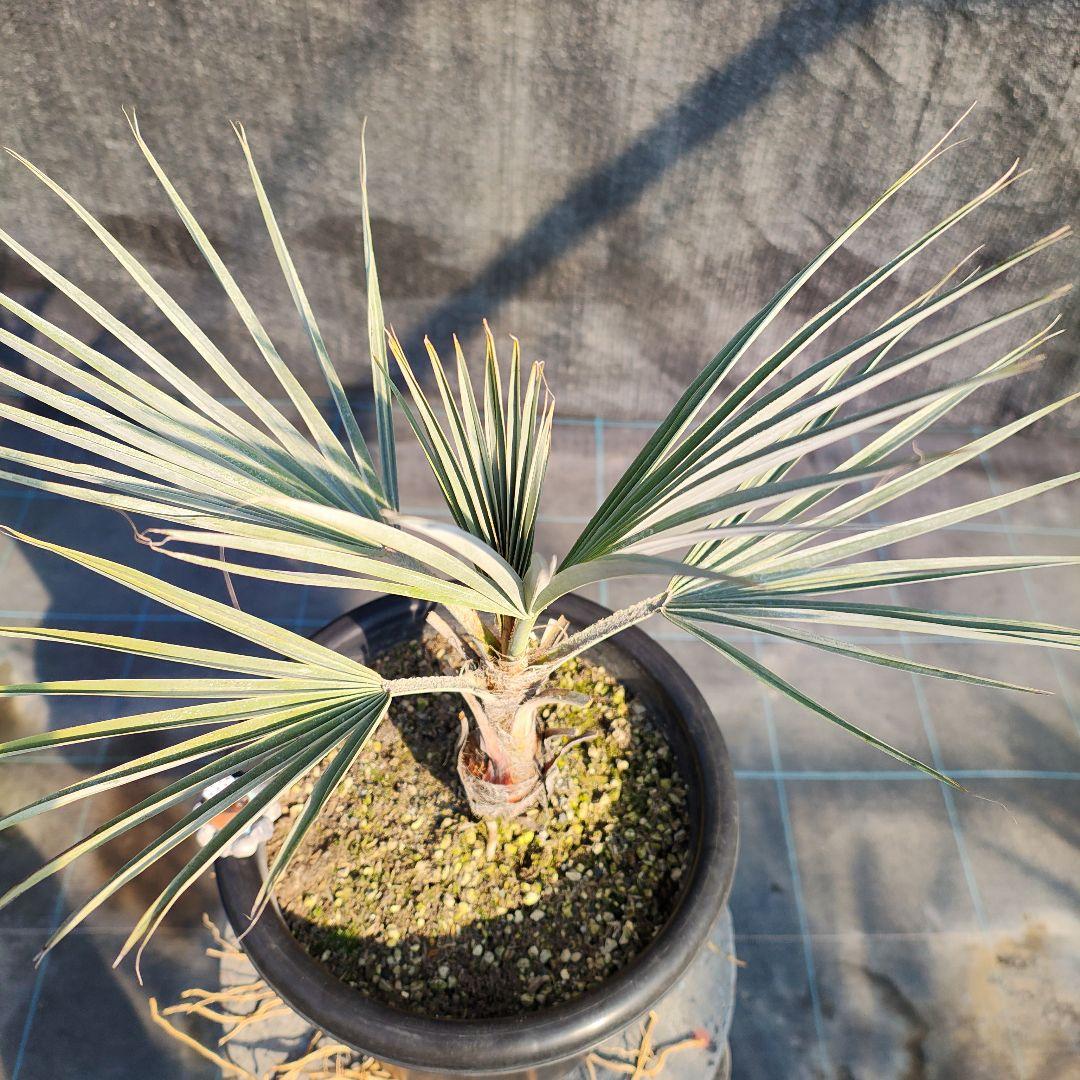 ブラヘア　アルマータNo2