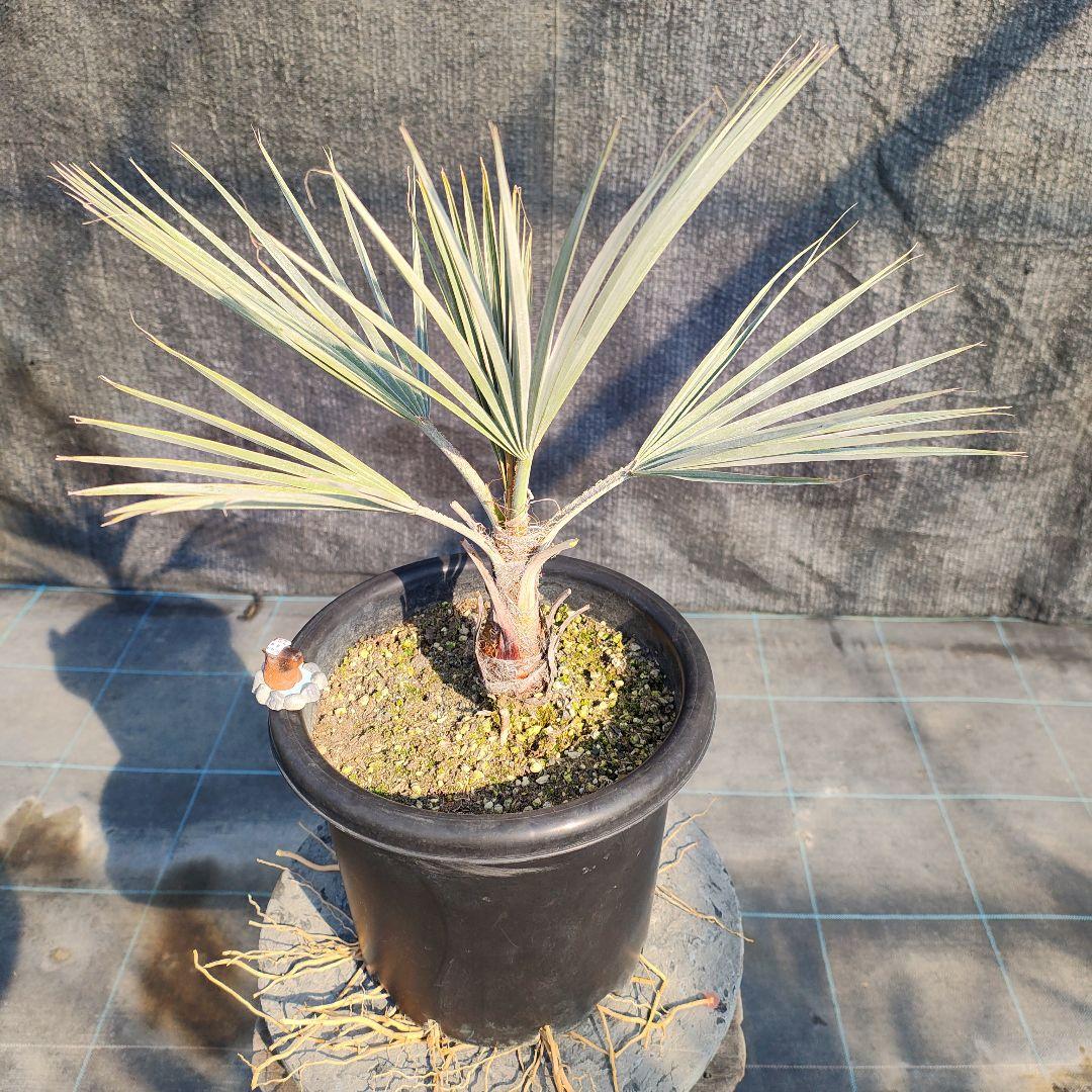 ブラヘア　アルマータNo2