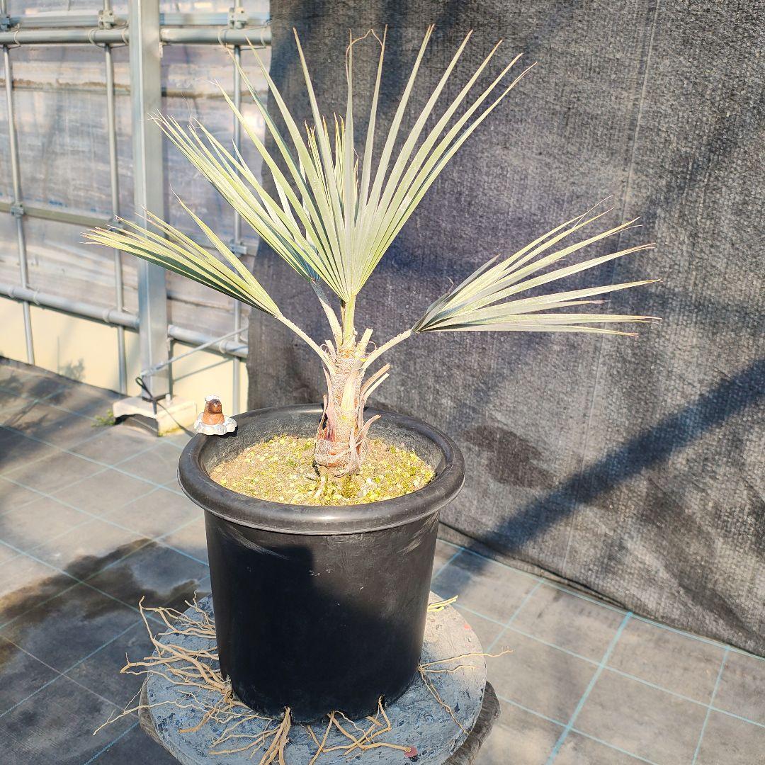 ブラヘア　アルマータNo2