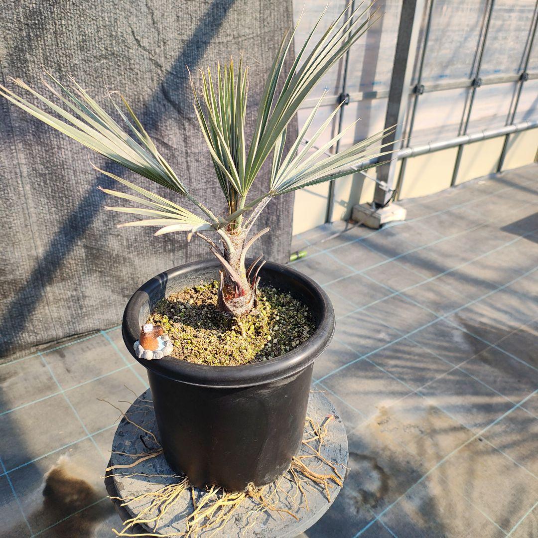 ブラヘア　アルマータNo2