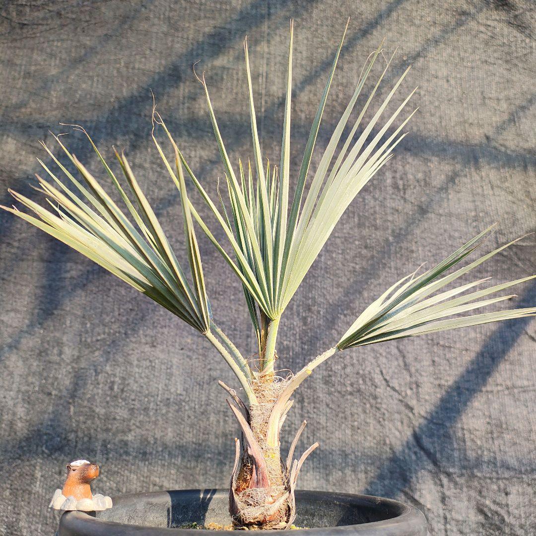 ブラヘア　アルマータNo2