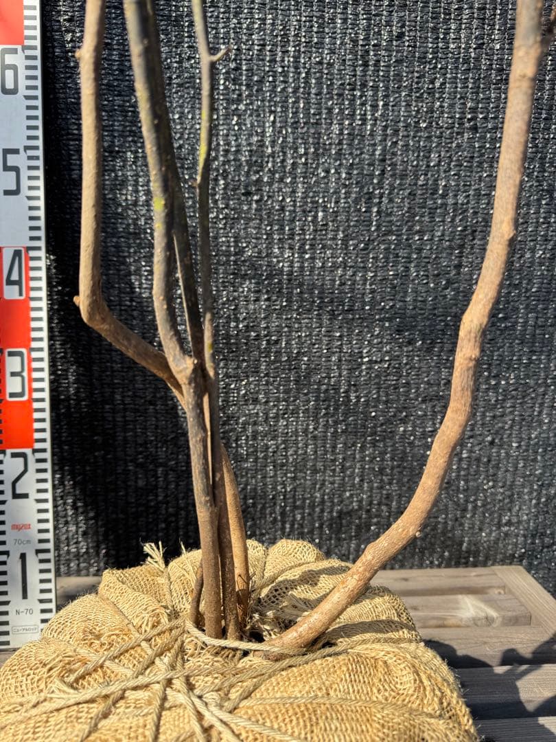 クロモジ 山採り 【品番3557】 - メルカリ