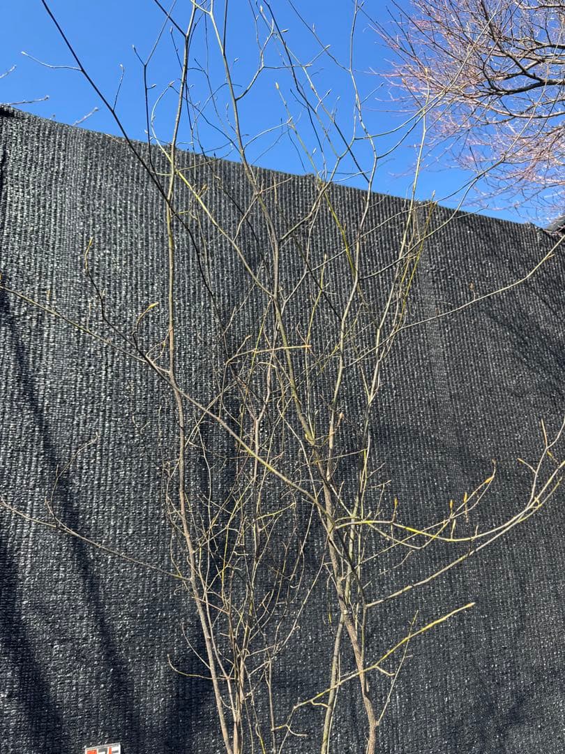 クロモジ 山採り 【品番3557】 - メルカリ