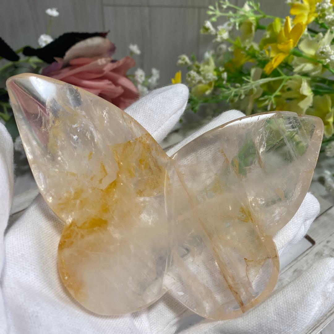 ゴールデンヒーラー ちょうちょ ②