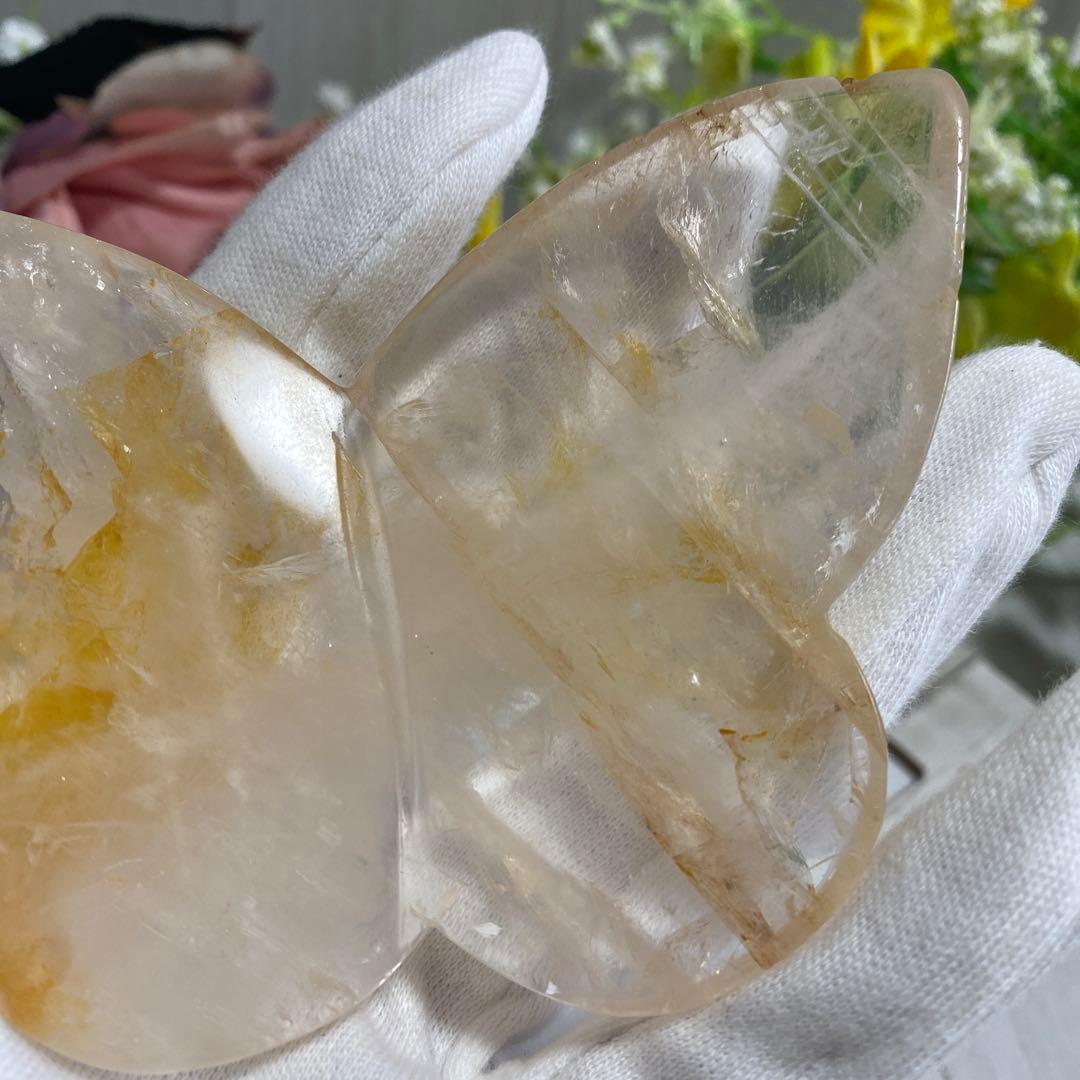 ゴールデンヒーラー ちょうちょ ②