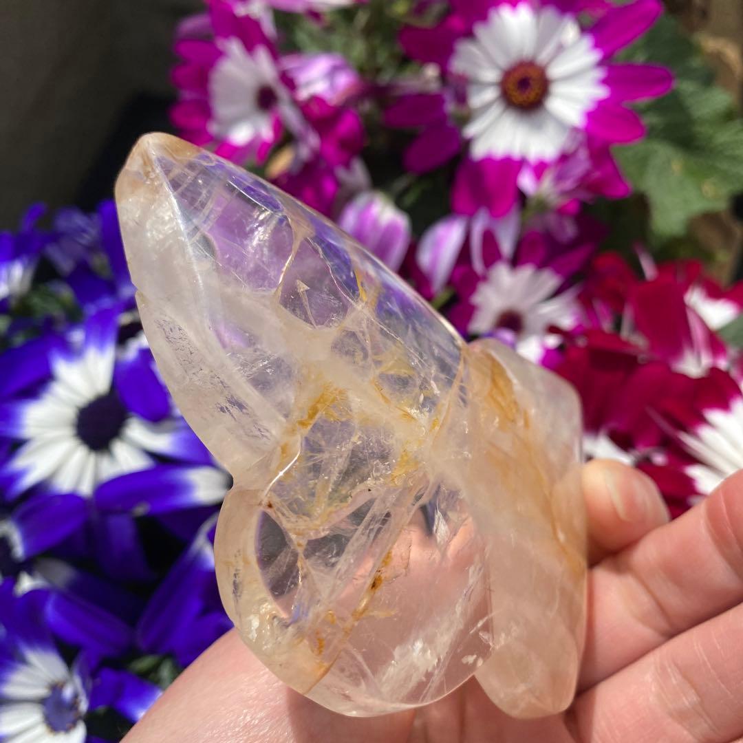 ゴールデンヒーラー ちょうちょ ②