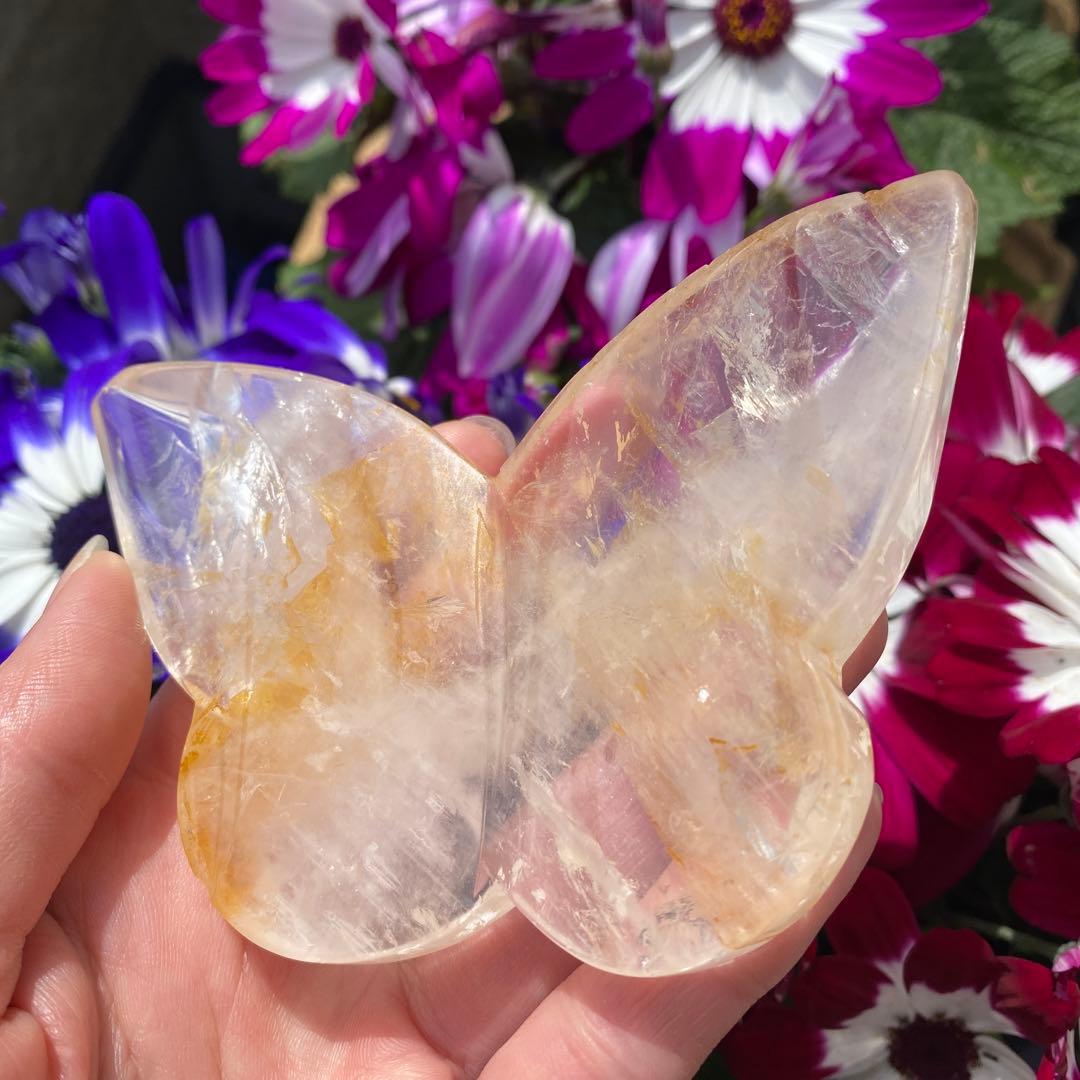 ゴールデンヒーラー ちょうちょ ②