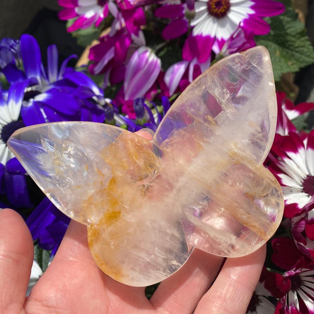 ゴールデンヒーラー ちょうちょ ②