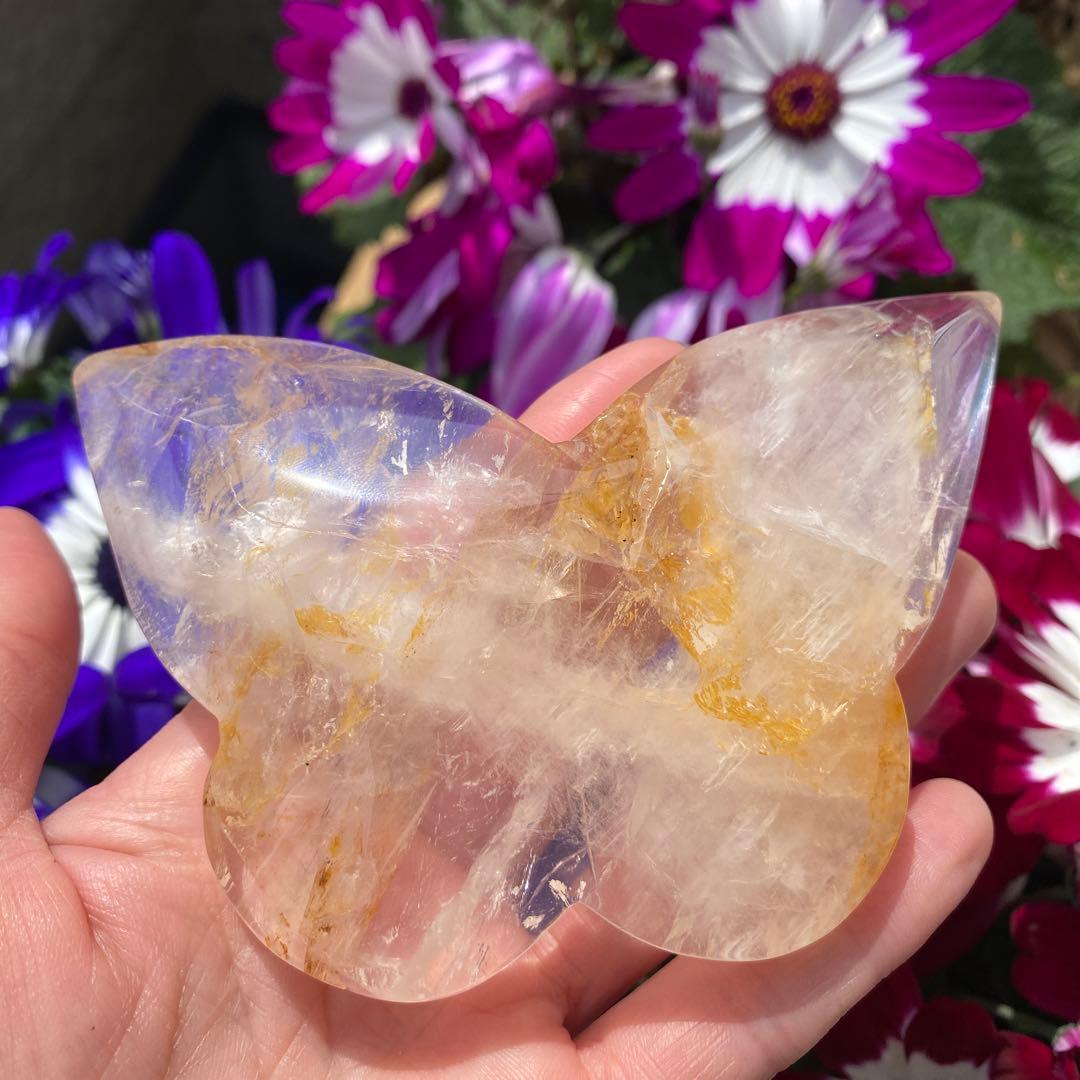 ゴールデンヒーラー ちょうちょ ②