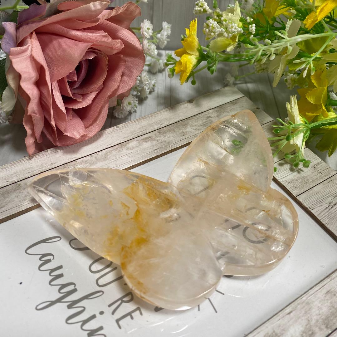 ゴールデンヒーラー ちょうちょ ②