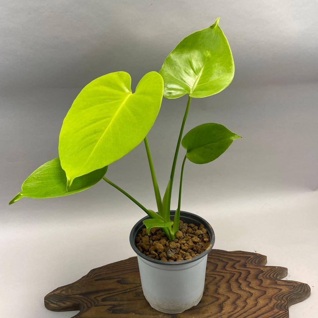 プ*ン様 モンステラ 黄金葉 ゴールドリーフ フルムーンゴールド lsw341