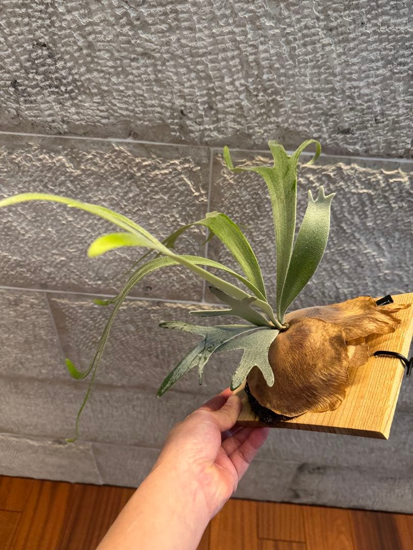 ビカクシダ P.willinckii Moonlight vp ムーンライトVP