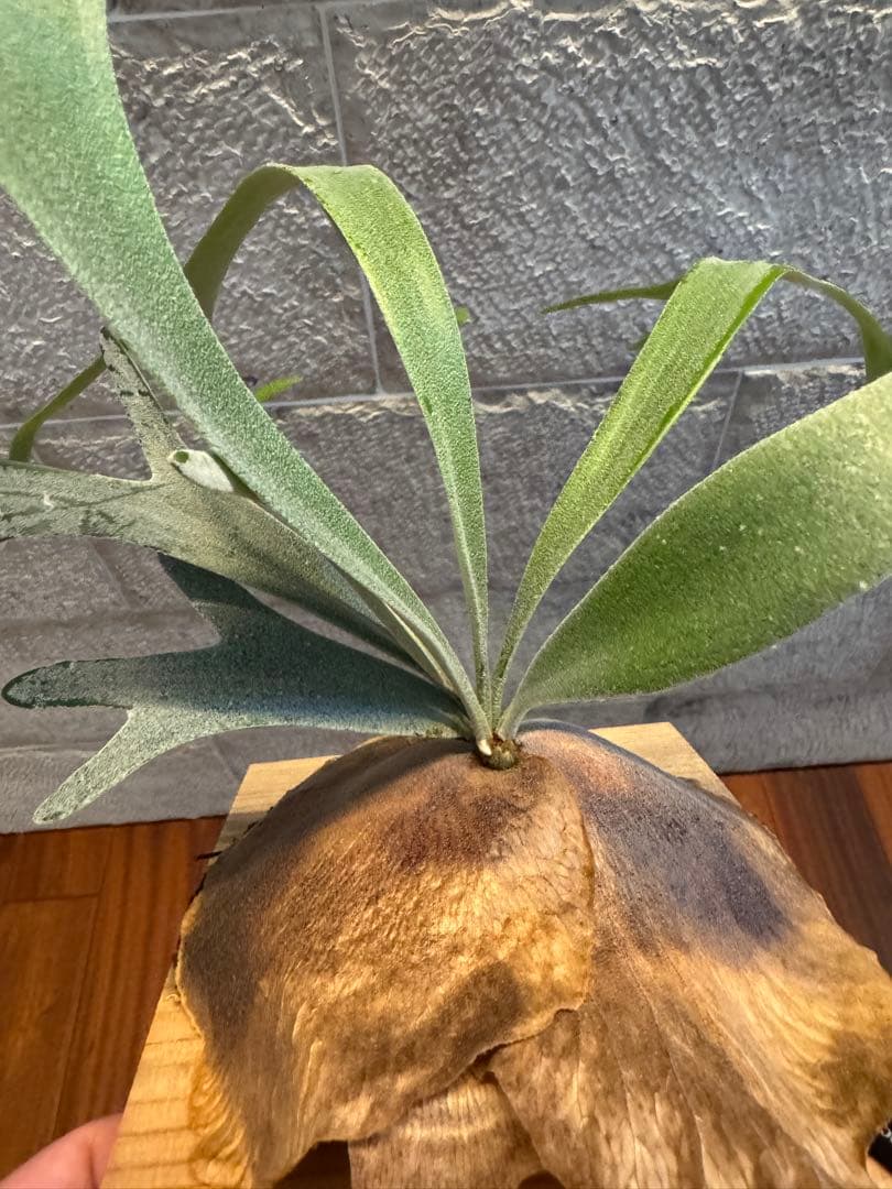 ビカクシダ P.willinckii Moonlight vp ムーンライトVP